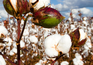 Cotton Plant