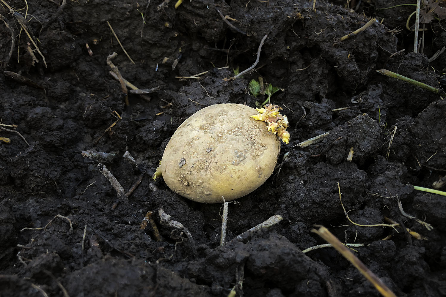 Potatistricket – när du ska börja odla på en igenvuxen yta